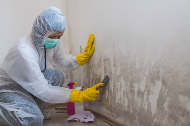 Best Kitchen Mold Remediation in Lasalle, IL