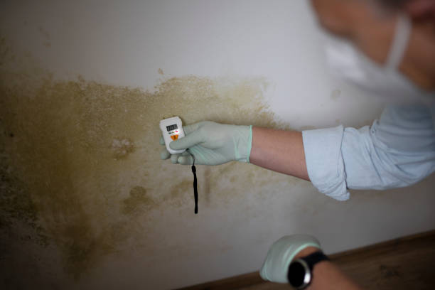 Best Post-Flood Mold Remediation in Lasalle, IL
